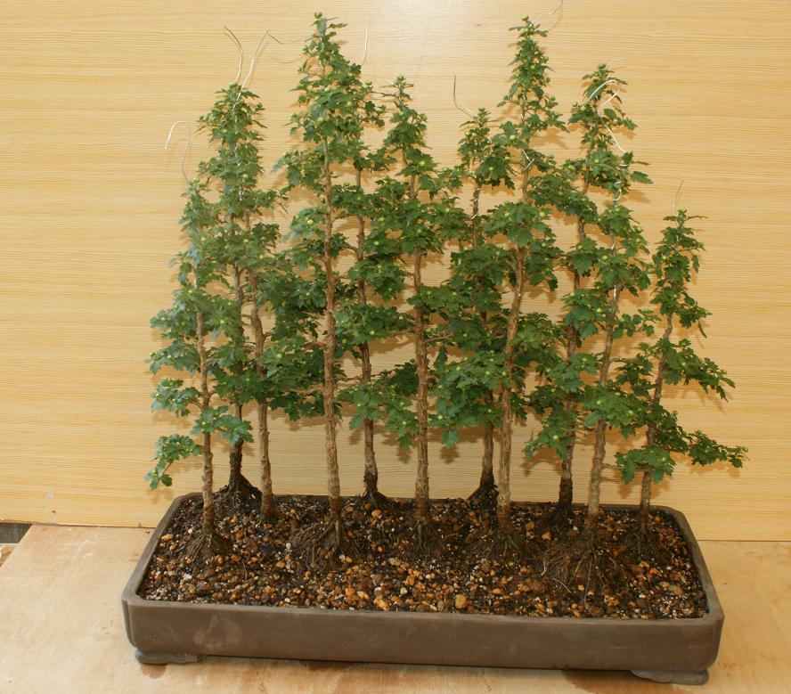 寄せ植え準備は配置の確定と植える鉢にnoを 盆栽菊を楽しむページ