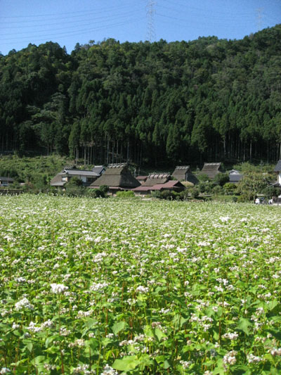 d0132439_13491915.jpg