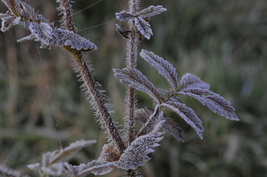 c0093046_6254235.gif