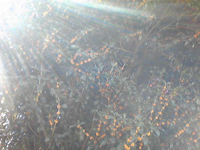 キンモクセイ_b0077451_12223080.jpg