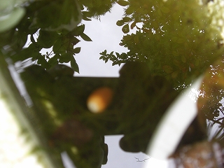 a0114853_21264153.jpg