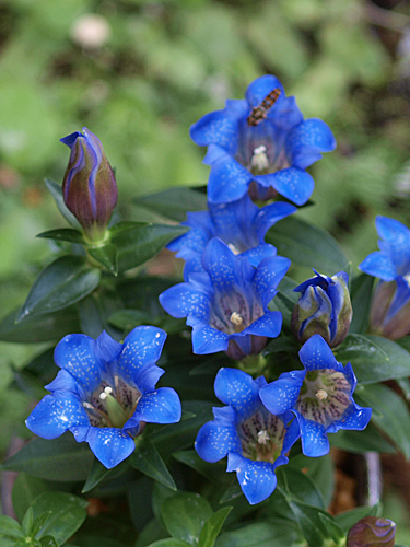 笹竜胆 ササリンドウ 花ごよみ 山野草に魅せられて