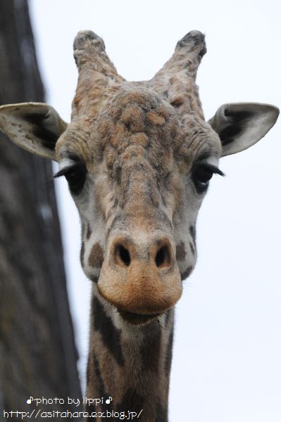 ユウマに嫁が 動物園でお散歩