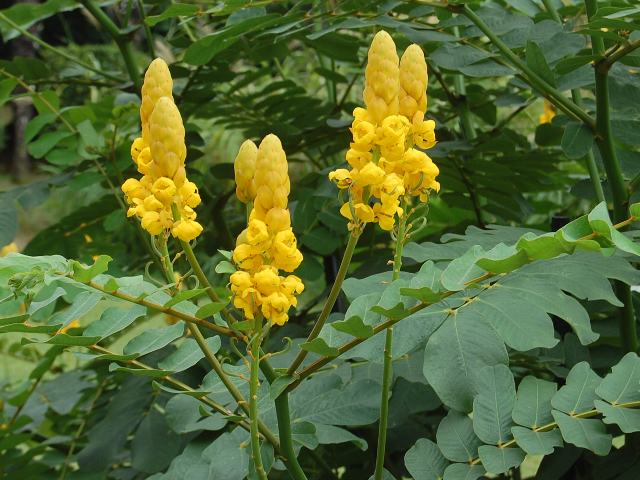 羽根センナ ハネセンナ 新 四季の花 羽根センナ ハネセンナ 新 四季の花