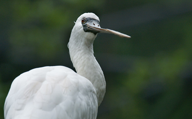 クロツラヘラサギさん 得意顔と渋い顔 Clear Wings