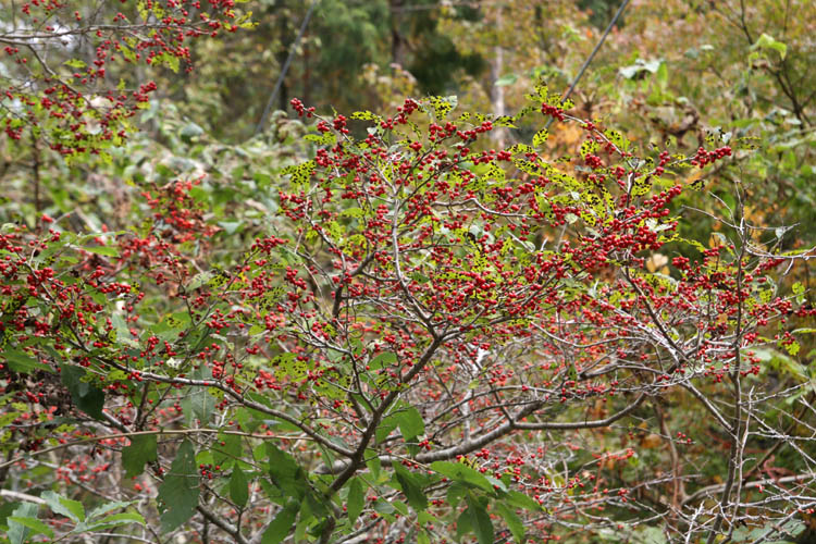 c0054876_16202288.jpg