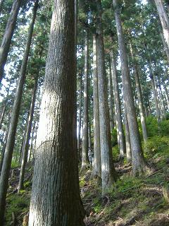 吉野林業体感ツアー＆にっぽんの木の文化を語るフォーラム２００９in吉野、　　11月14～１５日開催！_f0119692_22164698.jpg