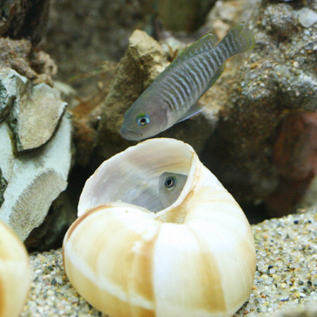 たかが貝殻、されど貝殻・・・ : ビーボックスアクアリウム