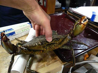 ヤガネ！！_f0157910_14483720.jpg