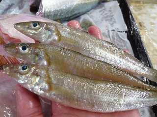 ヤガネ!!_f0157910_14535442.jpg
