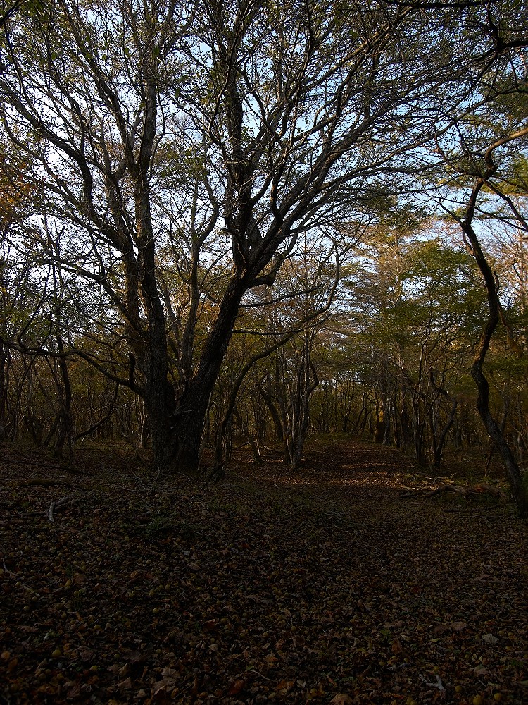 西日 - ヤマナシ、リンドウ_c0006928_22525357.jpg