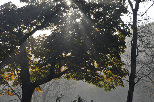 c0093046_7525451.gif