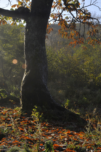 c0093046_753936.gif