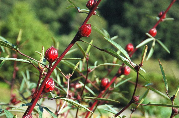 　　和歌山県植物公園緑花センター　_b0093754_002970.jpg