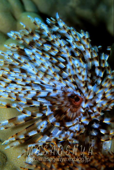 f0184766_20355290.jpg