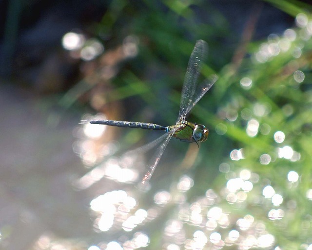 厄除けの主・・・「カトリヤンマ」_d0019074_20285297.jpg