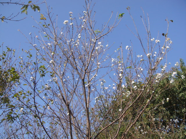 子福桜_f0137275_5272297.jpg