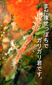 絶壁→沈船→隠れ根 ダイブ♪♪♪_f0144385_22585988.jpg