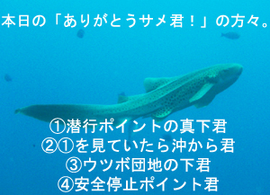 絶壁→沈船→隠れ根 ダイブ♪♪♪_f0144385_2311015.jpg