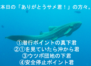 絶壁→沈船→隠れ根　ダイブ♪♪♪_f0144385_2311015.jpg