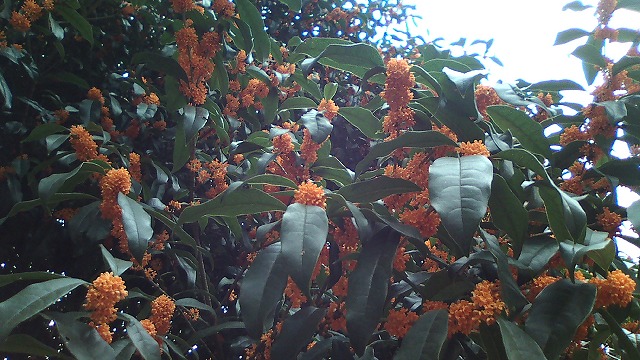 d0050290_081611.jpg