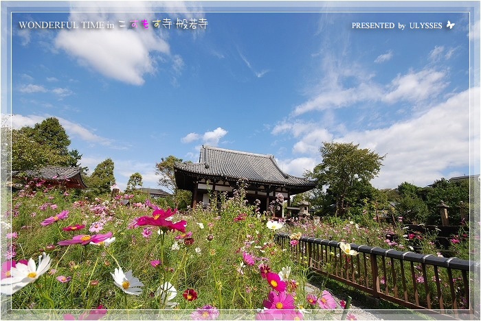 「　秋桜　2009　♪　コスモス寺（般若寺）　♪　」_a0108795_013358.jpg