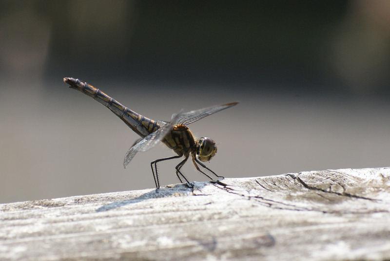 b0078795_20345139.jpg
