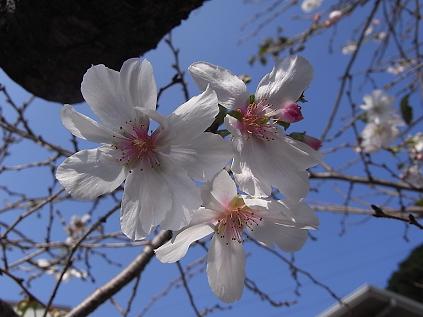 10月桜♪_b0105897_12455170.jpg