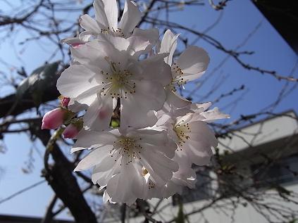 10月桜♪_b0105897_12472687.jpg
