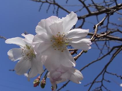 10月桜♪_b0105897_12491732.jpg