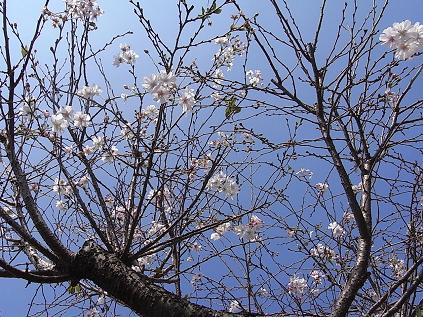 10月桜♪_b0105897_1251281.jpg