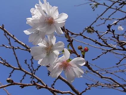 10月桜♪_b0105897_1253176.jpg
