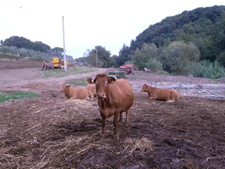 お肉を買いに行きました_f0106597_1656162.jpg