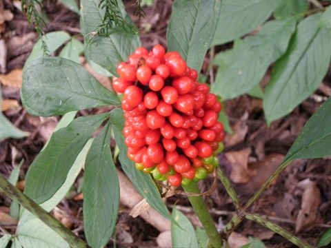 山学校の生き物たち 「マムシグサ」_a0138198_13541686.jpg