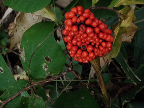 山学校の生き物たち 「マムシグサ」_a0138198_14155336.jpg