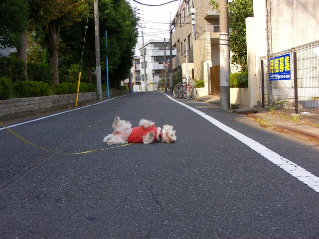 連休最終日はのんびりと吉ブラ～～（吉祥寺ブラブラの略）_f0039907_23252452.jpg