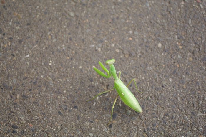 カマキリのおはなし_b0151409_2322621.jpg