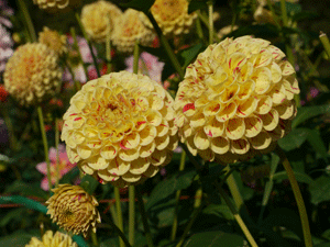 b0132710_12313814.gif