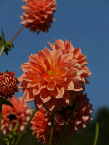 b0132710_1236104.gif