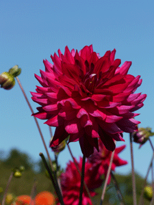 b0132710_12361795.gif