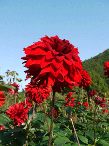 b0132710_12363179.gif