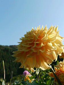b0132710_12364198.gif
