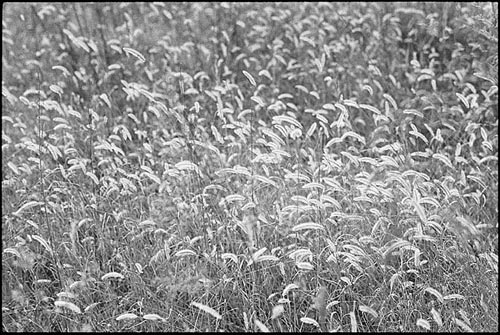 Dried grass_f0204015_235294.jpg