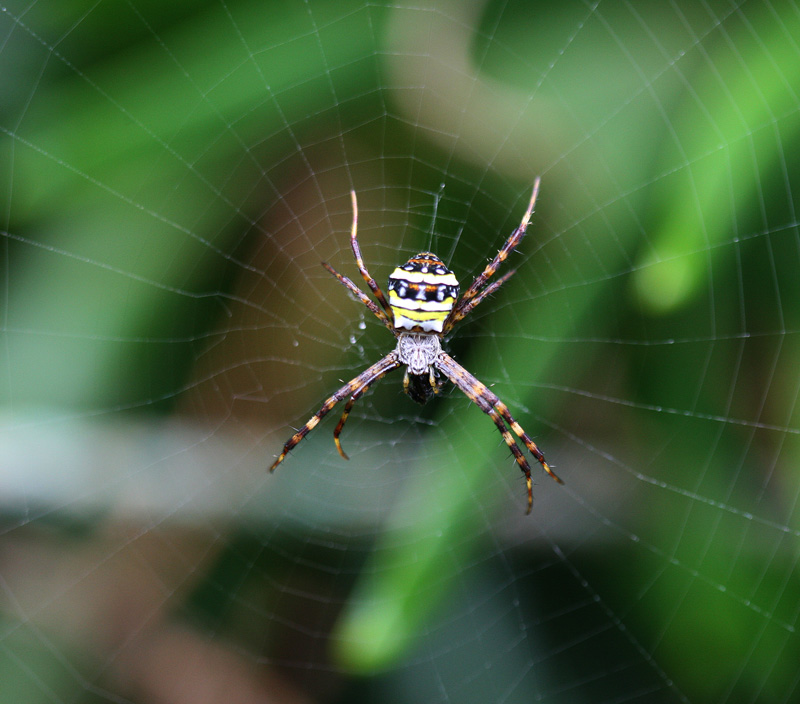 コガタコガネグモ Argiope minuta_f0161823_1637599.jpg