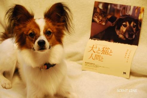 映画 「犬と猫と人間と」_c0099133_8454281.jpg