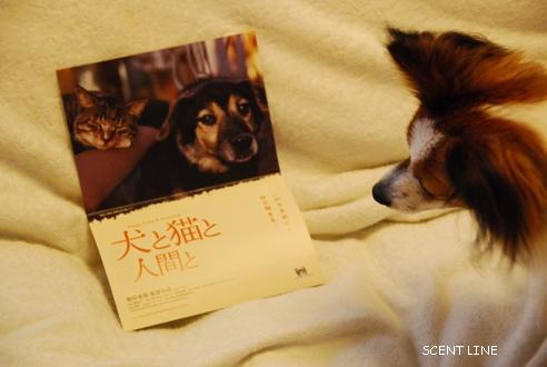 映画 「犬と猫と人間と」_c0099133_8455150.jpg