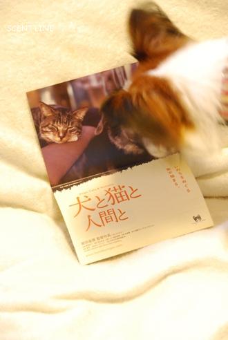 映画 「犬と猫と人間と」_c0099133_846066.jpg