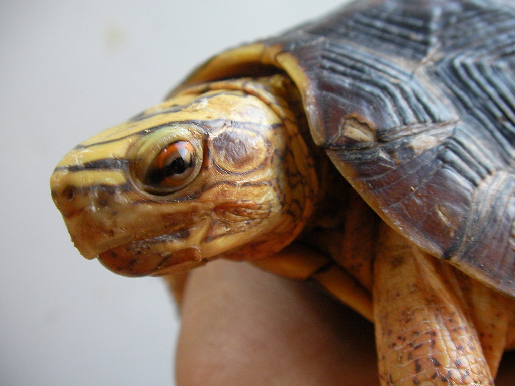 Mexican Spotted Wood Turtle again!!!!!_e0191842_19261211.jpg