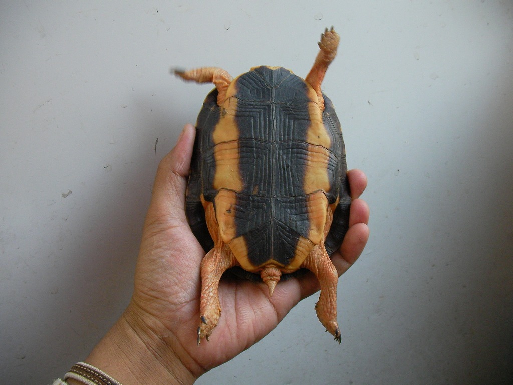 Mexican Spotted Wood Turtle again!!!!!_e0191842_19274034.jpg