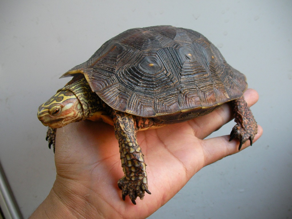 Mexican Spotted Wood Turtle again!!!!!_e0191842_19292815.jpg